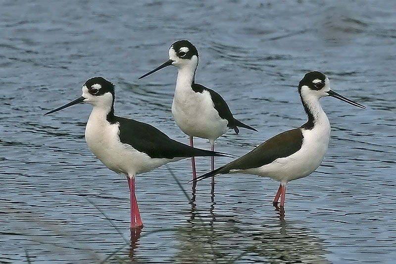 Archivo:Cachiporra 3.jpg