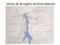 Cervical.jpg