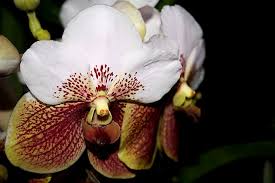 Euanthe sanderiana.jpg