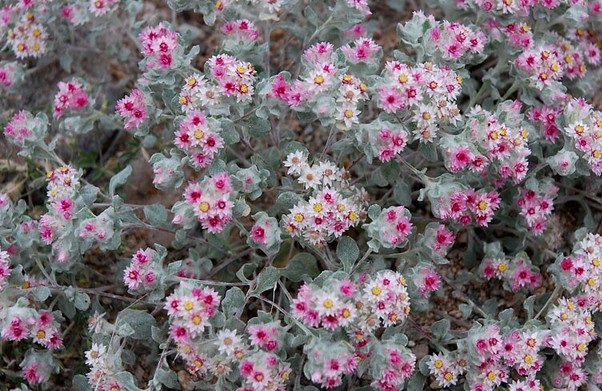 Archivo:Helichrysum gariepinum 1.jpg