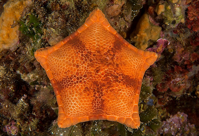 Archivo:Peltaster placenta.jpg