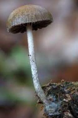 Psilocybe liniformans0.jpg