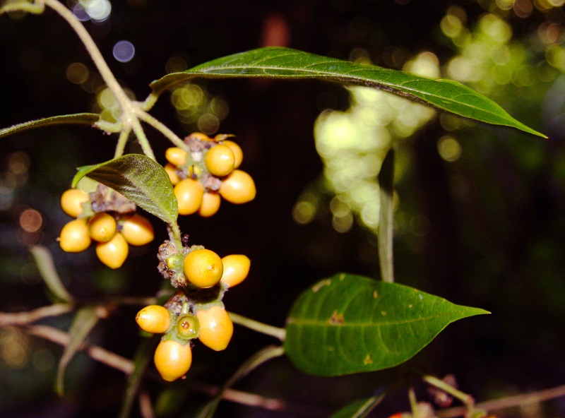 Archivo:Aegiphila vitelliniflora.jpg