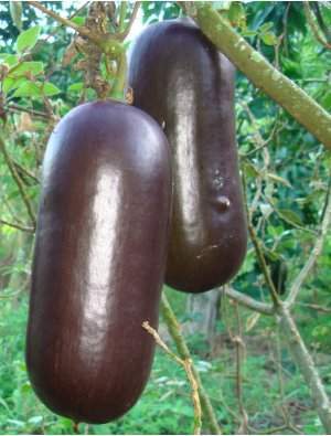 Calabaza de olor.jpg