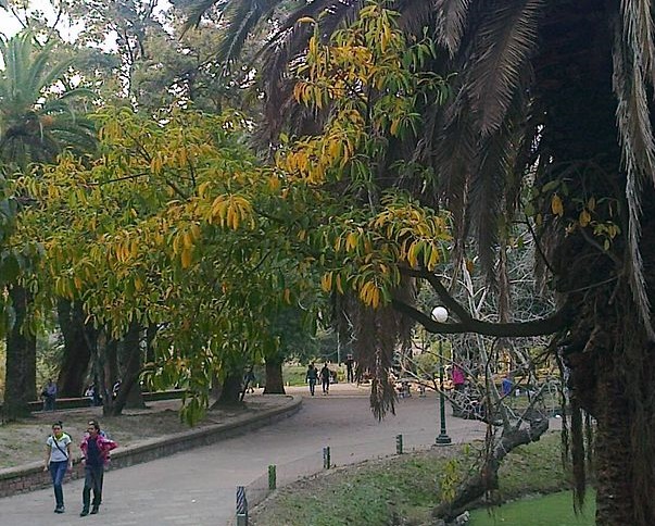 Archivo:Ficus subcuneata.jpg