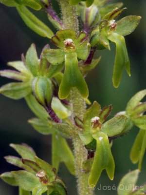 Listera ovata6.jpg