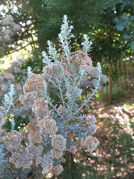 Archivo:Ozothamnus rosmarinifolius.jpg