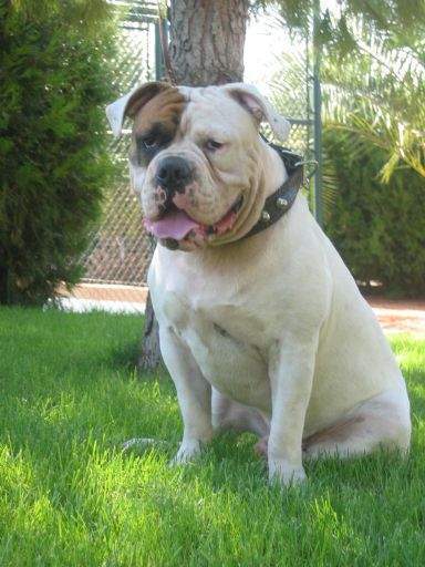 Archivo:Bulldog americano.jpg