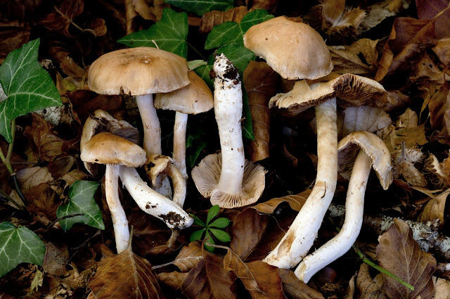 Archivo:Cortinarius vulpinus.jpg