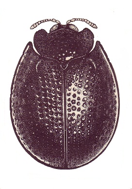 Hemisphaerota flavipes.jpg
