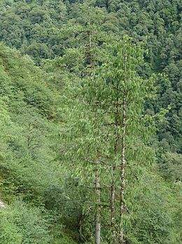 Pinus bhutanica.jpg