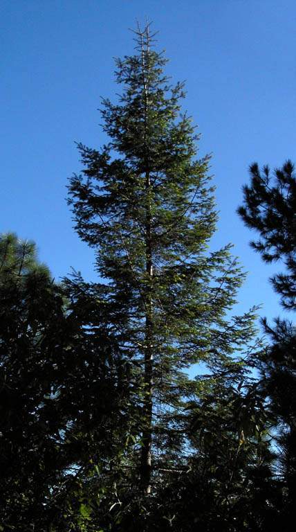 Abies durangensis EcuRed