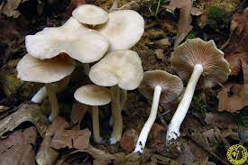 Entoloma nidorosum.jpg