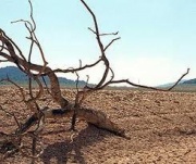 Localidad Primero de Enero C.A.JPG