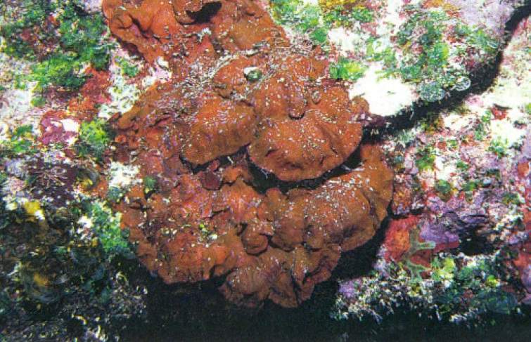 Archivo:Peyssonnelia sp.jpg