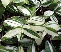 Tradescantia.jpg