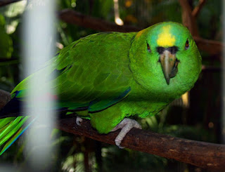 Archivo:AMAZONA AUROPALLATA (Loro de nuca amarilla).jpg