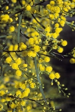 Archivo:Acacia dentifera 2.jpg