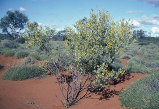 Archivo:Acacia melleodora 2.jpg