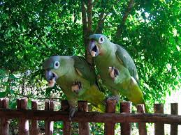 Archivo:Amazona harinosa norteña1.jpg