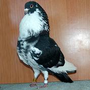 Buchón Moroncelo.jpg