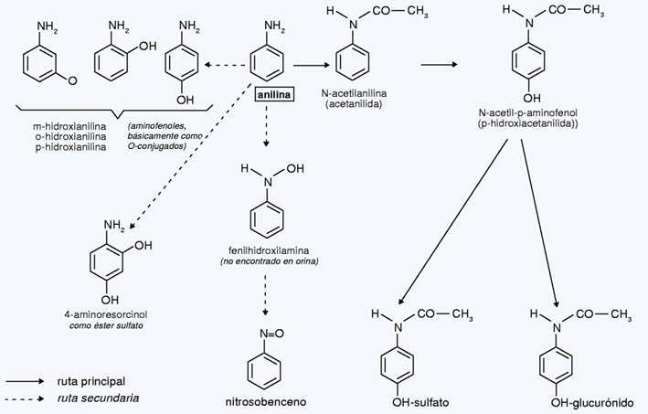 Archivo:Transformación metabólica de la anilina..jpg