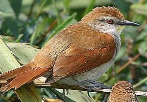 Curutié Colorado.jpg