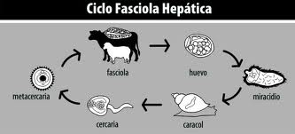 Archivo:Fasciolasis2.jpeg
