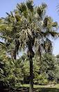 Livistona123.jpeg