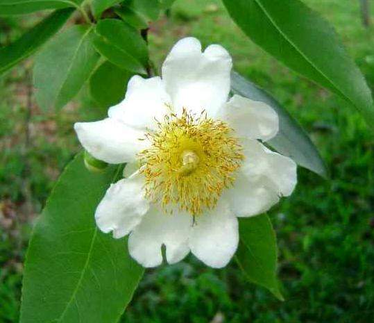 Archivo:Oncoba spinosa3.jpg