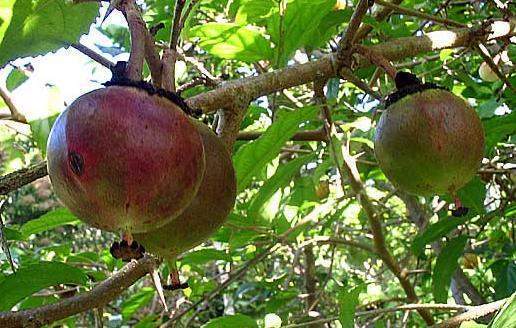 Archivo:Oncoba spinosa4.jpg