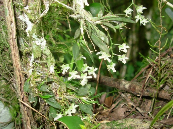 Archivo:Zygostates dasyrhiza 1.jpg