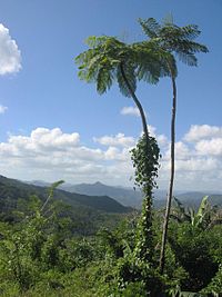 5 cyatheaceae-palma.jpg