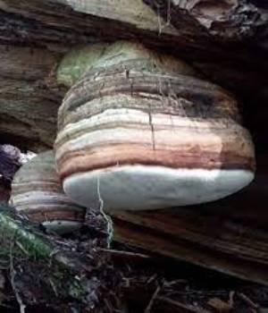 FFFomitopsis officinalis.jpg