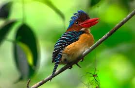 Archivo:Martín cazador chico.jpg