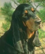 Perro negro y fuego para la caza del mapache.jpeg