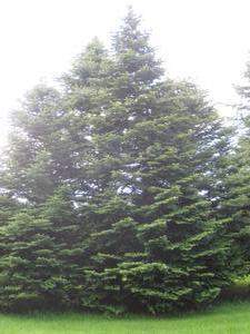 Abies ziyuanensis EcuRed
