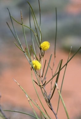 Archivo:Acacia jamesiana 2.jpg