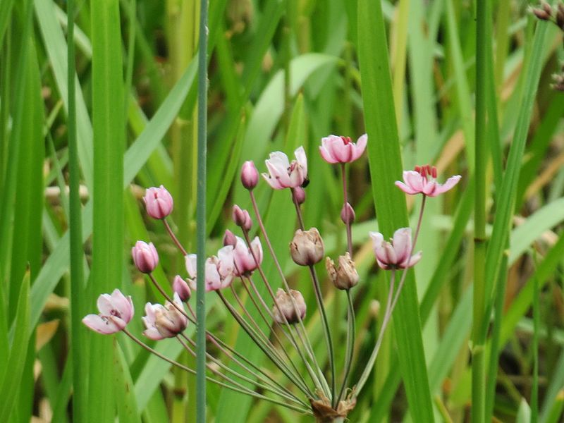 Archivo:Butomus umbellatus.jpg