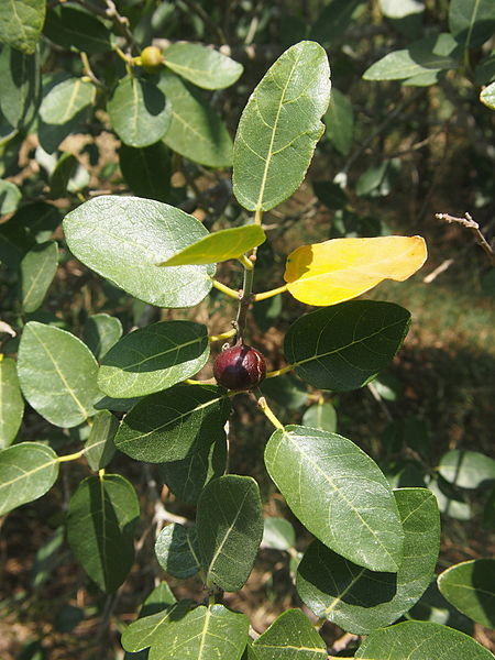 Archivo:Ficus opposita.jpg