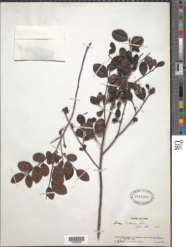 Archivo:Ilex cubana Loes.jpg