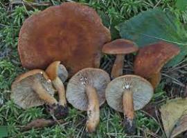 Lactarius lacunarumjpg1.jpg