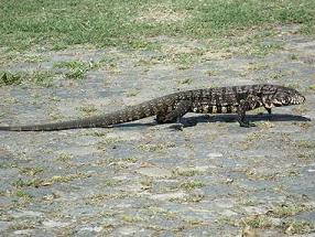 Lagarto overo.JPG