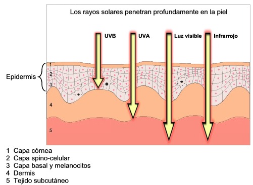 Medidor-esquema-piel-y-sol.jpg
