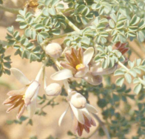 Archivo:Moringa pygmaea flor.jpg