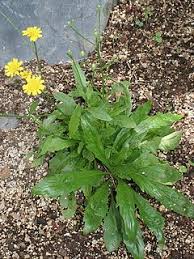 Tolpis glabrescens.jpg