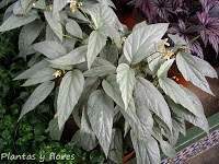 Begonia hatacoa 'Silver'.jpg