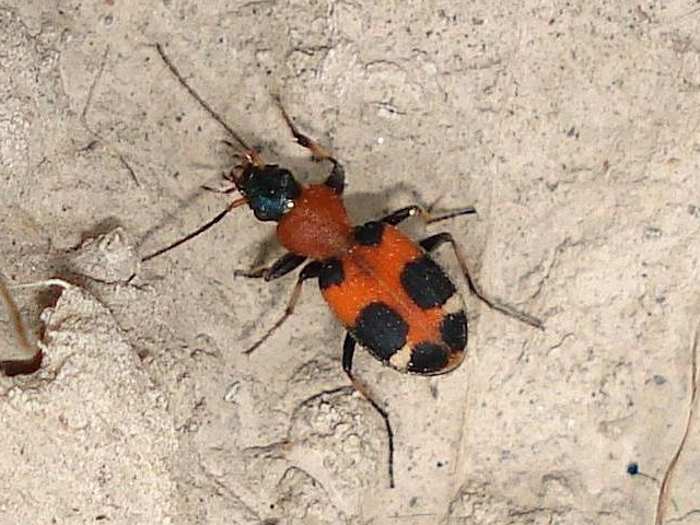 Archivo:Cárabo lunado.jpg