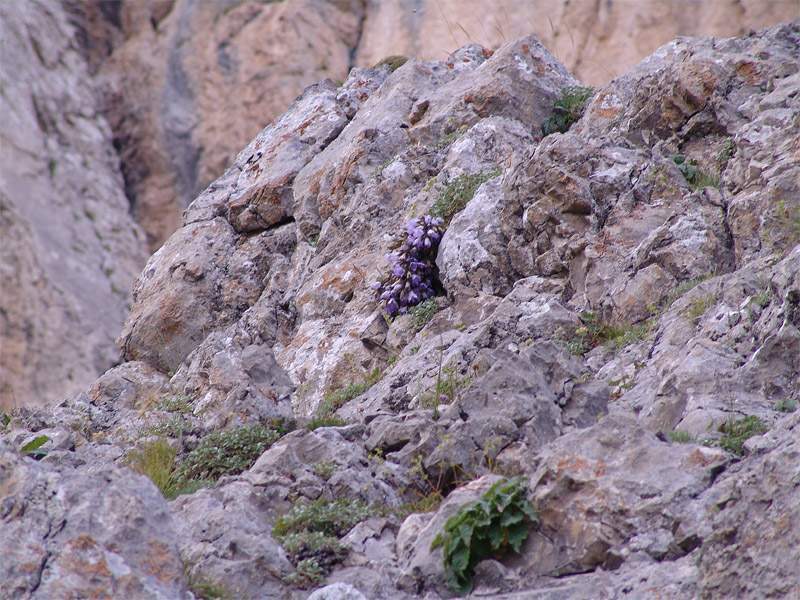 Archivo:Campanula ossetica 1.jpg