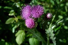 Cheirolophus metlesicsii .jpg